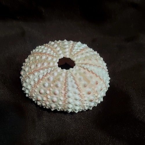 Pink mini sea urchin - mini,