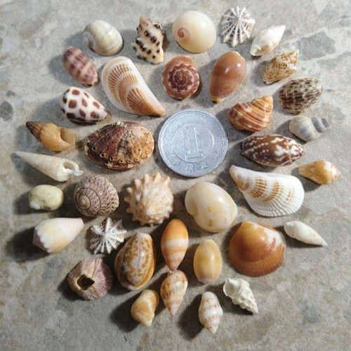 Natural sea shell mini - natural, chan
