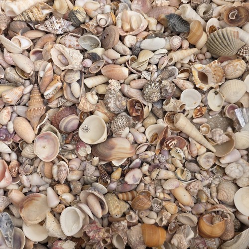 13lb huge mixed seashell - huge,