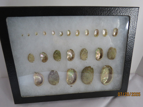 Lot vintage mini abalone - lot,