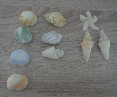 Mini plaster shells - mini,